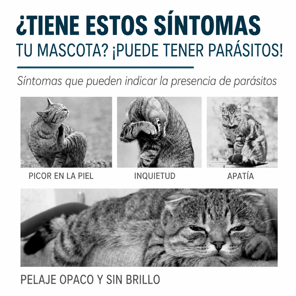Agente antipulgas y antigarrapatas para gatos🐱