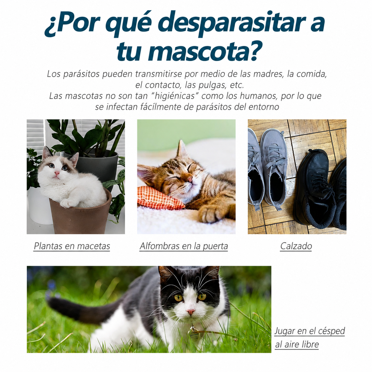Agente antipulgas y antigarrapatas para gatos🐱