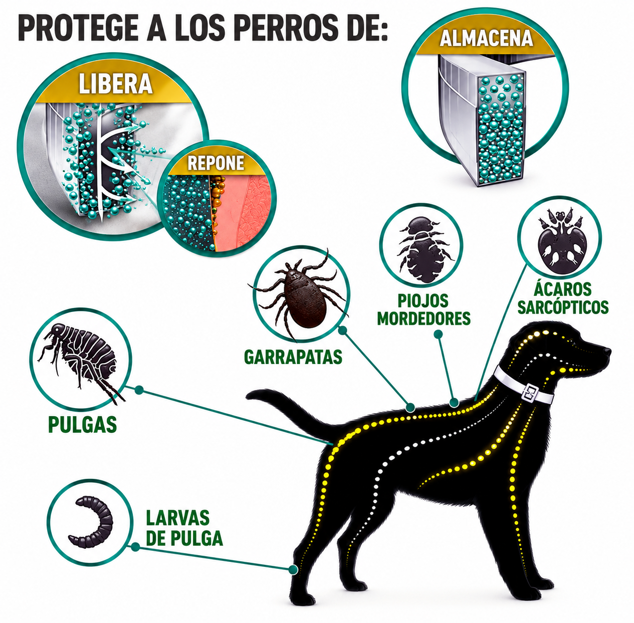 Collar antipulgas y garrapatas de primera calidad 🐶
